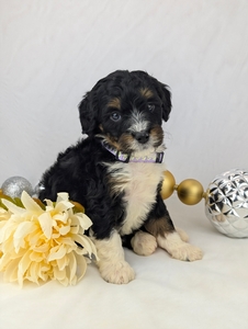 Paige mini bernedoodle puppy