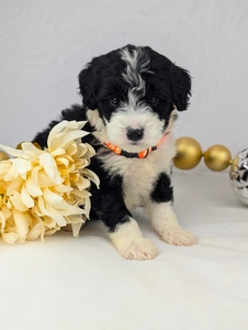 Penny mini Bernadoodle puppy