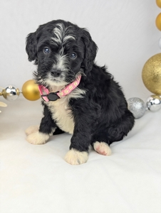 Polly mini Bernadoodle puppy