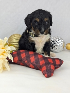 Preston mini Bernadoodle puppy