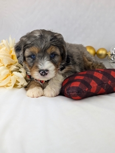 Perry mini Bernadoodle puppy