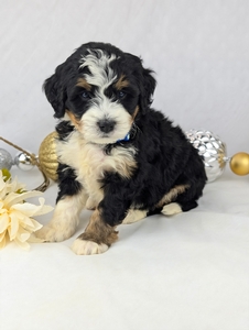 Prince mini Bernadoodle puppy