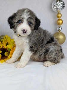 Benji mini Bernadoodle puppy