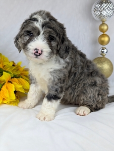 Benny mini Bernadoodle puppy