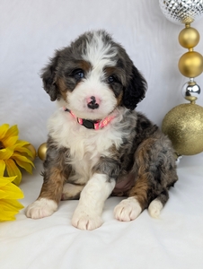 Binka mini Bernadoodle puppy