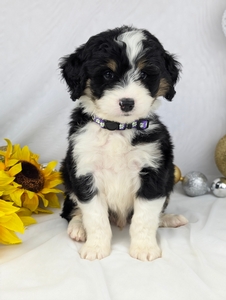 Buddy mini Bernadoodle puppy