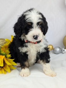 Bear mini Bernadoodle puppy