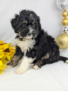 Bessy mini bernadoodle puppy