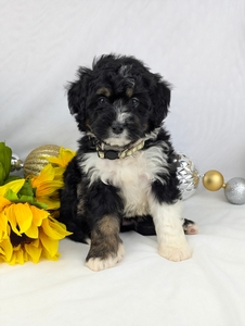 Leana and Rangers mini bernedoodle puppies 