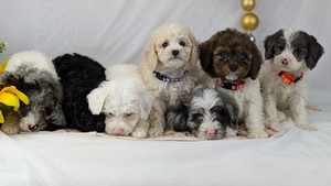 Jade and Rangers F1B Cavapoo puppies Jade and Rangers F1B Cavapoo puppies