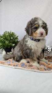 Anton Mini Bernadoodle puppy