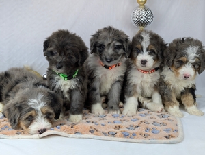 Aleah and Rangers mini Bernadoodle litter