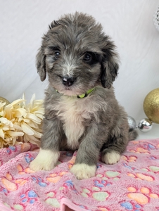 Amy Minnie Bernadoodle puppy