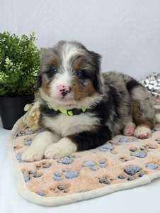 Cody Mini Bernadoodle Cody Mini Bernadoodle
