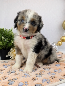 Charlie Mini Bernadoodle Charlie Mini Bernadoodle