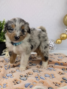 Sky and Cyclone's Mini Bernadoodle Puppies Sky and Cyclone's Mini Bernadoodle Puppies