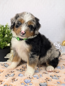 Chance Mini Bernadoodle Chance Mini Bernadoodle