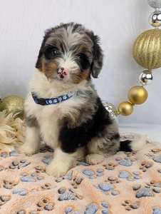 Cleo Mini Bernadoodle Cleo Mini Bernadoodle