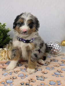 Clifford Mini Bernadoodle Clifford Mini Bernadoodle