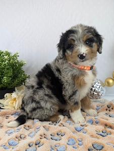 Cooper Mini Bernadoodle Cooper Mini Bernadoodle