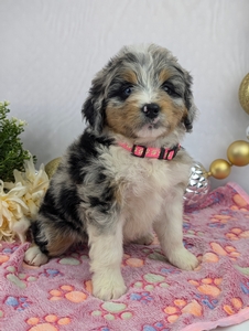 Cherrie Mini Bernadoodle Cherrie Mini Bernadoodle