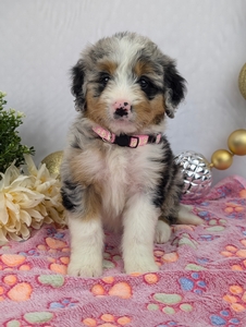 Chelsey Mini Bernadoodle Chelsey Mini Bernadoodle