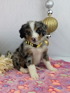 Cara Mini Bernadoodle Cara Mini Bernadoodle