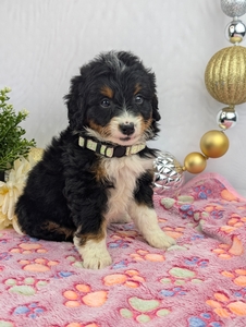 Candy mini Bernadoodle Candy mini Bernadoodle