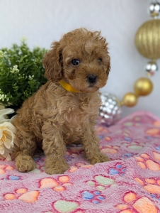 Rosie Cavapoo Rosie Cavapoo