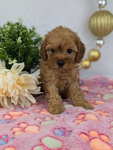 Rena Cavapoo Rena Cavapoo