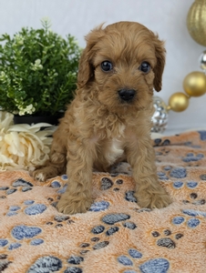 Rusty Cavapoo Rusty Cavapoo