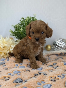 Robbie Cavapoo Robbie Cavapoo