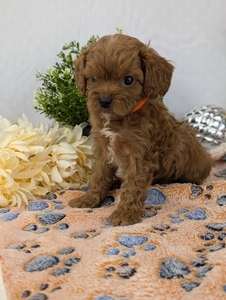 Reynold Cavapoo Reynold Cavapoo