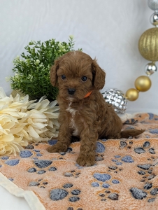 Suzie and Jetts Cavapoo puppies 