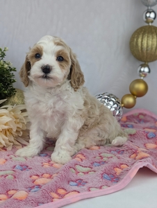 Lily Cavapoo 