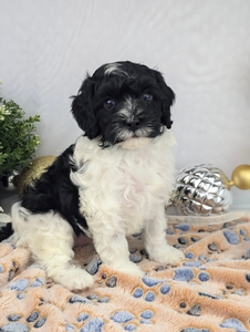 Landon Cavapoo Puppy