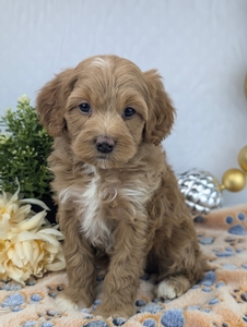 Lonnie Cavapoo Puppy