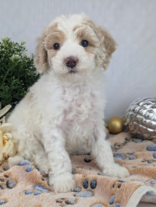 Larry Cavapoo Puppy 
