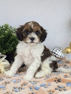 Lucy and Jetts Cavapoo Puppies 