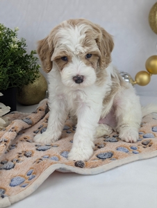 Leo Cavapoo Puppy 