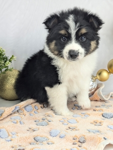 Teddy Pomsky puppy Teddy Pomsky puppy