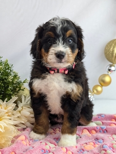 Kylie Mini Bernadoodle puppy Kylie Mini Bernadoodle puppy
