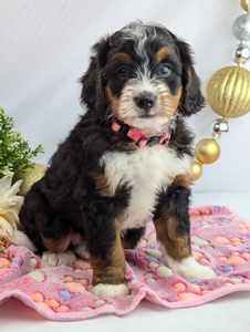 Kylie Mini Bernadoodle puppy Kylie Mini Bernadoodle puppy