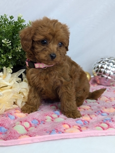 Fiona Cavapoo puppy 