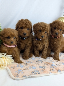 Faith and Jetts Cavapoo litter Faith and Jetts Cavapoo litter