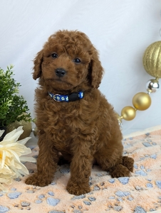 Fritz Cavapoo puppy 