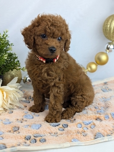 Freddy Cavapoo puppy