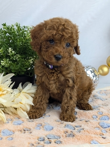 Frank Cavapoo Puppy 