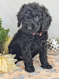 Opal Mini Poodle Opal Mini Poodle