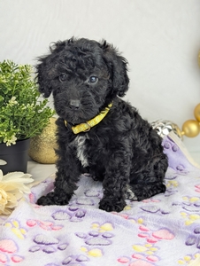 Onya Mini Poodle Onya Mini Poodle